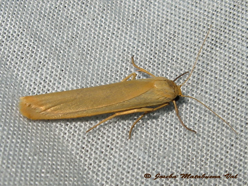 Eilema pygmaeola - Erebidae Arctiinae